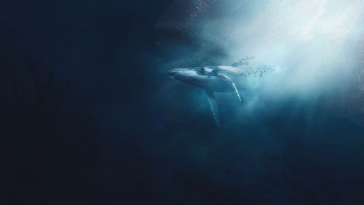 A black and white shark deep in the water
