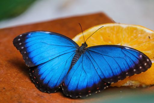 A closeup shot of a blue morpho butterfly near a slice of orange