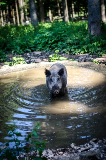 A wild boar in a muddy pond in the Black Forests in Germany