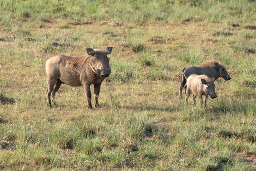 An African warthog and wild boars in Murchison Falls National Park, Uganda
