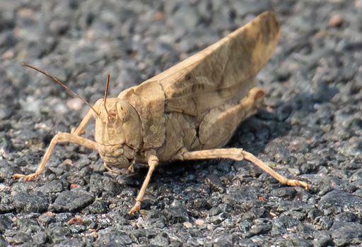 A macro shot of a brown locust on the ground