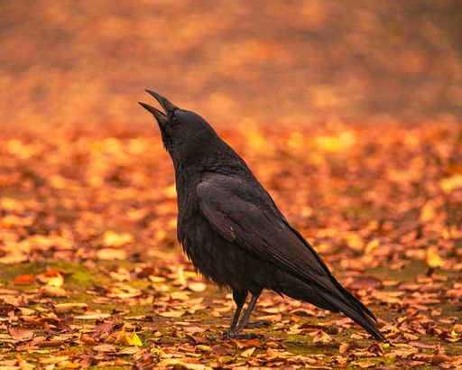 A large-billed crow perched on autumn foliage covered ground
