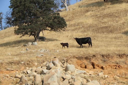 The black cow with its calf in the meadow.