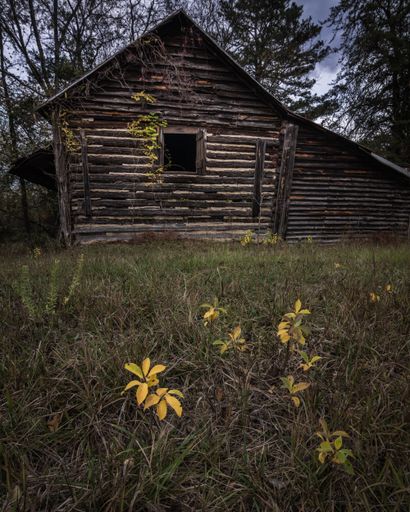 A vertical shot of an old, wooden barn in a forest in North Carolina