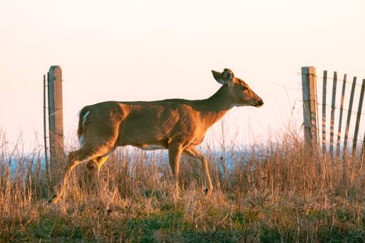 A Roe deer running in the field against the clear sky with the sea on the background