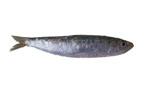 A European pilchard isolated on white background