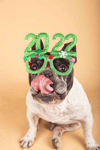 A vertical closeup of a bulldog with green glasses with "2022" on a blank yellow background in a studio