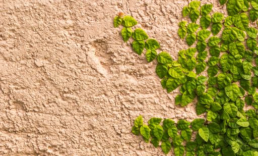 Green ivy plant growing on a wall
