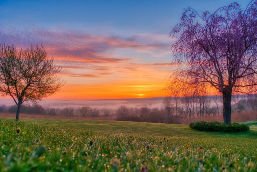 A beautiful view of trees covered with thick fog during sunset