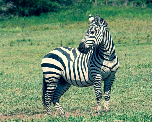 A closeup shot of Zebra standing in a middle of a green field and looking back