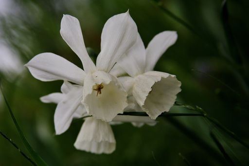 A selective focus shot of white Lily flowers blooming on Mainau island in Germany