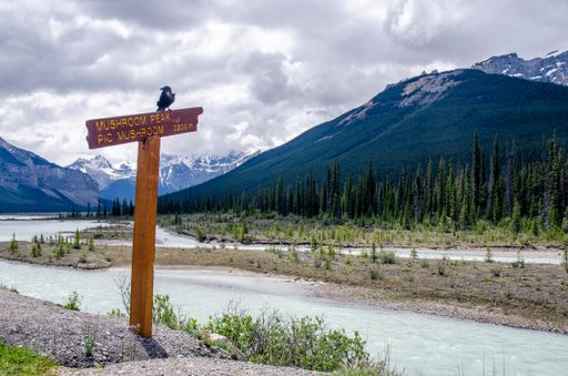 A wooden sign of "Mushroom Peak, Pic Mushroom 3200 m" and a beautiful small bird on it and a mountain and cloudy sky in the background.