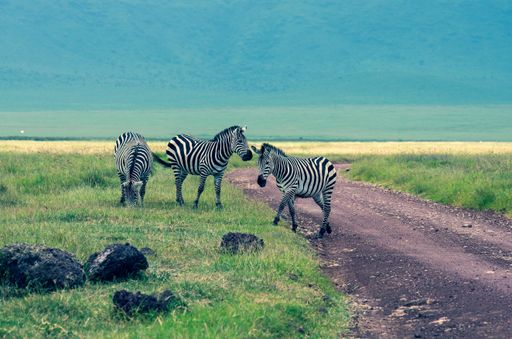 A closeup shot of Zebra in a reserve