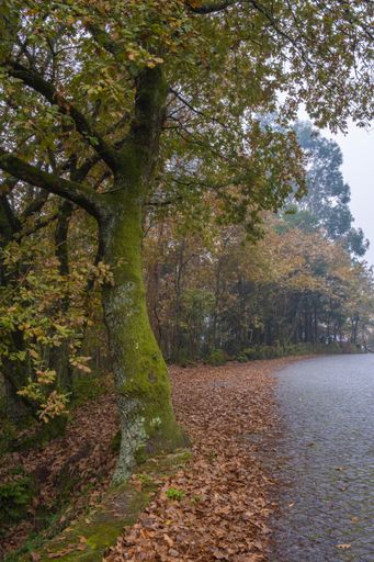 A vertical view of a tree covered in moss by the road with yellow dry leaves on the ground