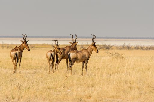 A beautiful shot of hartebeests group walking in yellow grass field