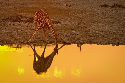 A beautiful shot of a giraffe drinking water from a reflective pond