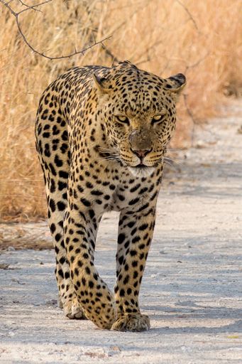 A closeup vertical shot of a beautiful African leopard