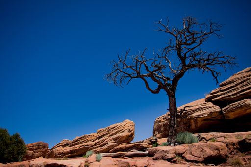 A lonely dead tree against the blue sky, Canyon de Chelly National Monument, Tsaile, Arizona, USA.
