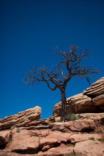 A vertical shot of a dead tree against blue sky, Canyon de Chelly National Monument, Arizona, USA.