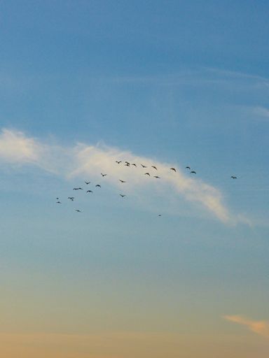 A flock of birds flying high up in the blue sky at sunset