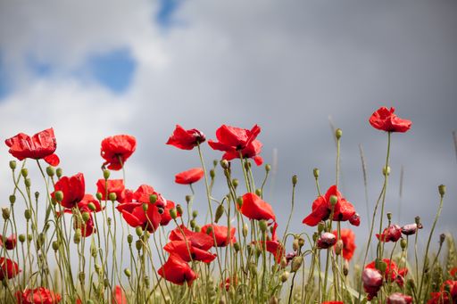A beautiful view of the field with the red poppies under the cloudy sky