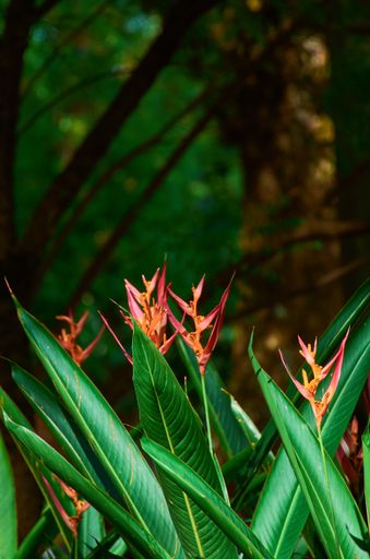 A shallow focus shot of heliconia psittacorum flowers and green leaves in the garden on a blurred background