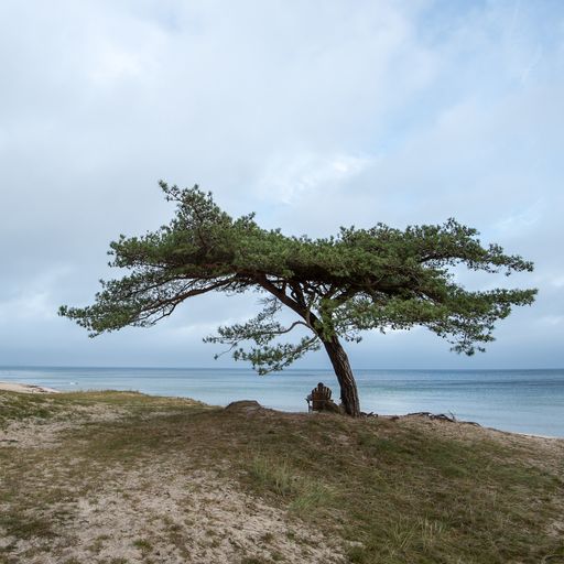 A tree on the ground surrounded by the sea under a cloudy sky at daytime