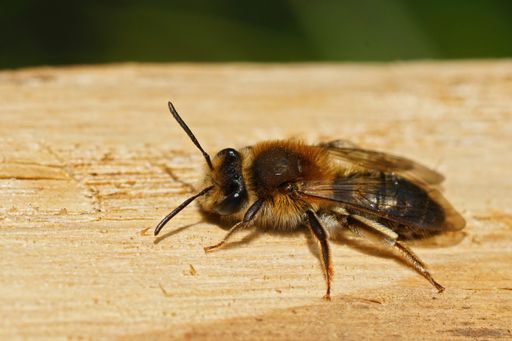 Closeup of a female melow miner, Andrena mitis sunbathing on the side of a tree