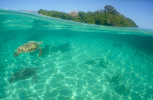 A beautiful shot of a turtle swimming under green water