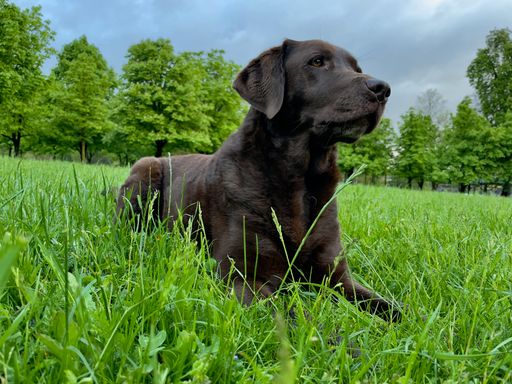 A brown labrador dog on a green meadow