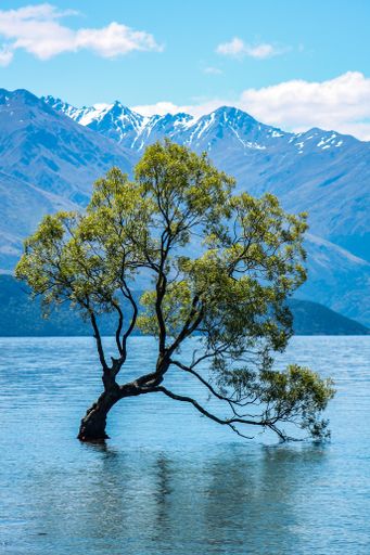 A vertical shot of a tree in the middle of the lake against the blue sky in summer