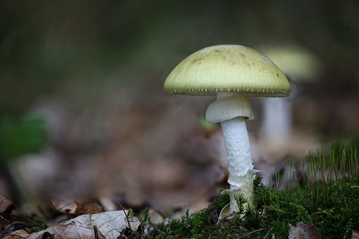 A closeup shot of Amanita phalloides in a forest during the day