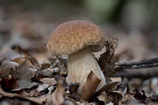 A closeup shot of Boletus Edulis in a forest during the day