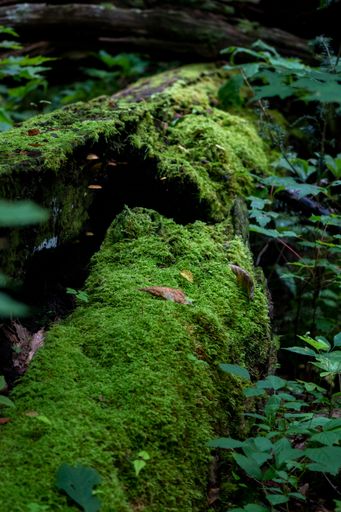 A closeup of green moss pieces of ground in the forest and green plants with leaves