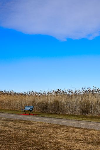 A vertical shot of a single bench next to a narrow road against a tallgrass field and a light blue sky