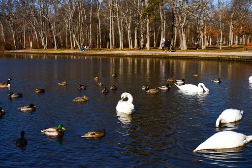 The ducks and swans floating in the pond on a sunny day
