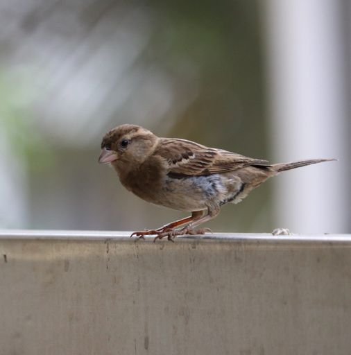 A closeup shot of a little cute sparrow