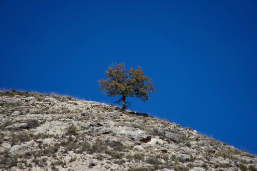 A vertical shot of a lonely tree standing on a top of rock hill against a blue sky on a sunny day