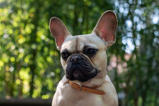 A closeup shot of a cute french bulldog in a sunny park