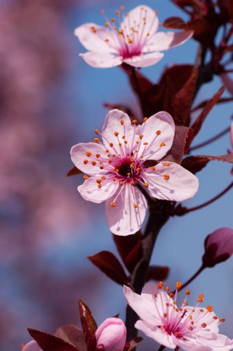 A vertical shot of beautiful cherry blossom under the sunlight with a blurry background