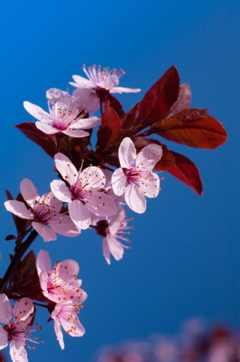 A close-up shot of pink cherry blossoms on a blurred  background in spring