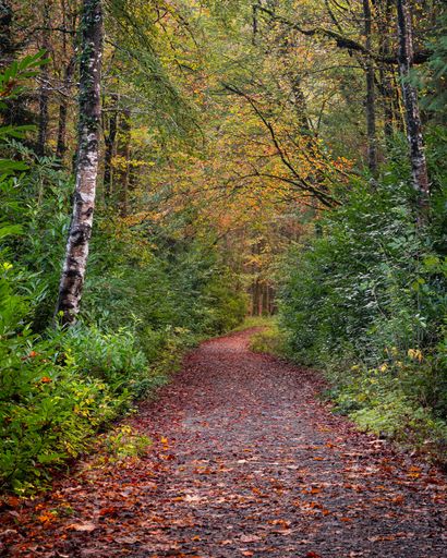 A vertical shot of a trail through Lough Key Forest Park in Ireland