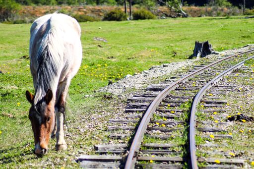 A close-up shot of a horse grazing grass next to an empty railroad track on a sunny day