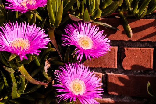 Beautiful pink Pigface flowers grown in the garden on a blurred background