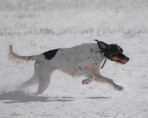 A shallow side view shot of a dog running on a snow on a sunny day
