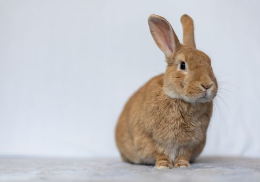 A Domestic cute rabbit sitting isolated on a white background with a copy space