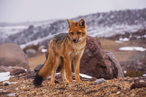 The photo of a fox with black tail captured in its natural habitat in winter