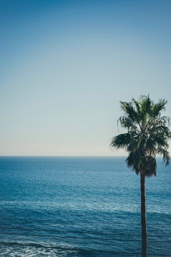 A vertical shot of a palm tree on Malibu beach under a blue sky on a sunny day