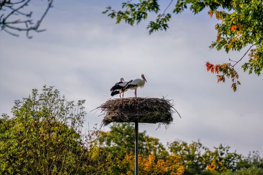 A closeup shot of storks sitting on their nest on a sunny day