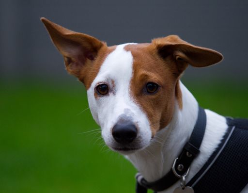 A closeup shot of a dog looking straight into the camera